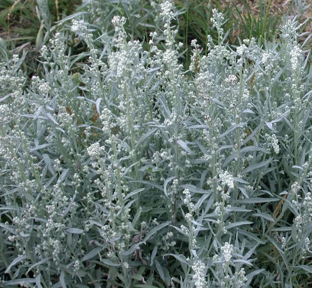 Prairie Sage Seeds - 50 Seeds - Drought Resistant Perennial Herb - Artemisia ludoviciana - Silver-Gray Foliage, Pollinator Friendly