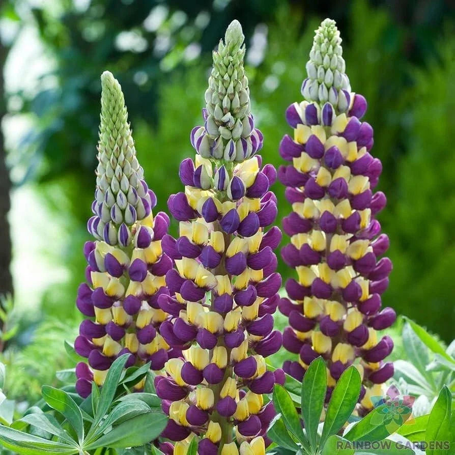 Manhattan Lights Lupine Seeds - 25+ Pack - Lupinus polyphyllus 'Manhattan Lights' - USA Grown, Non-GMO Garden Seeds