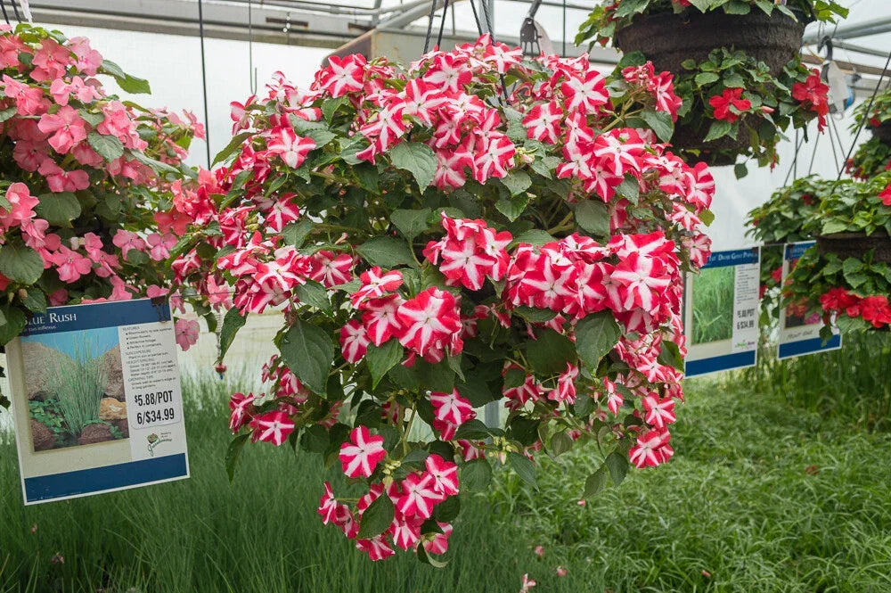 Busy Lizzy Seeds 100 Count Accent Red Star Impatiens - Bright Red Flowers - Impatiens walleriana - Non-Calif. Shipping