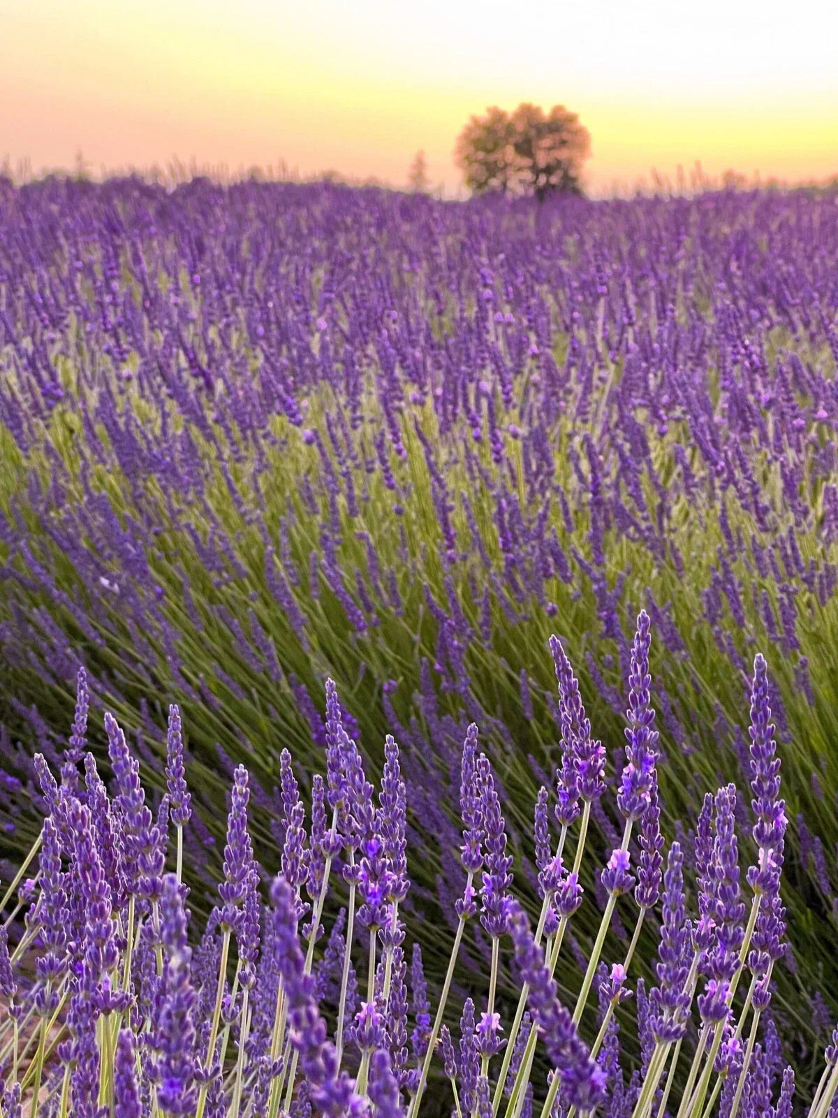 Provence Lavender Plants Set of 2 - Live Rooted Herbs - Fragrant Purple Blooms - Lavandula angustifolia - No Pot