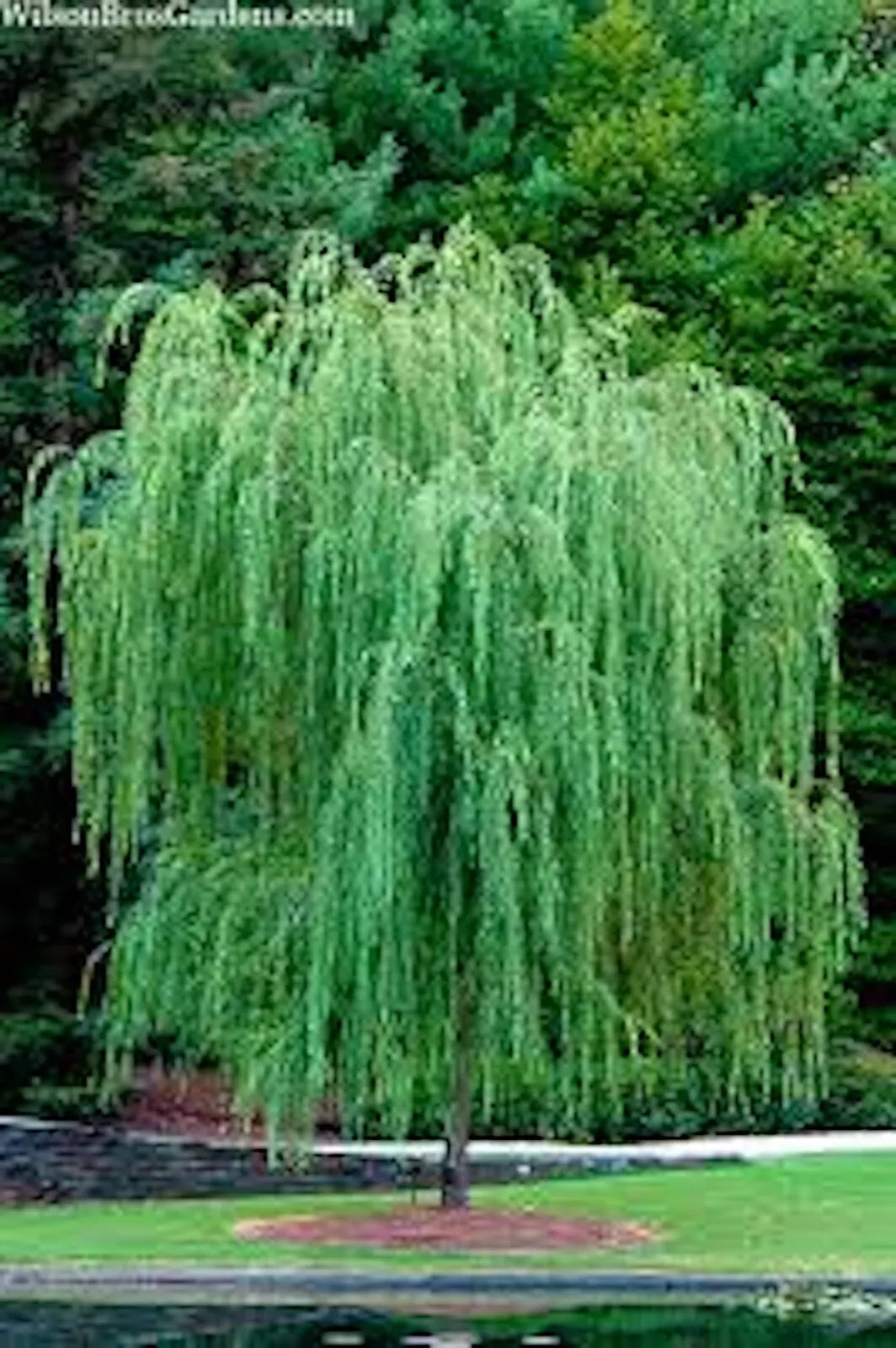 Weeping Willow Tree Bare Root 14-24in Bright Green Salix Babylonica Cold-Hardy Moist Soil Landscape Plant