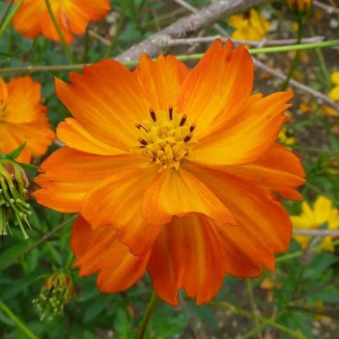 Cosmos Seeds 100 Ct Tall Orange Sulphur Annual Flower - Cosmos sulphureus - USA Grown, Non-GMO, Pollinator Friendly