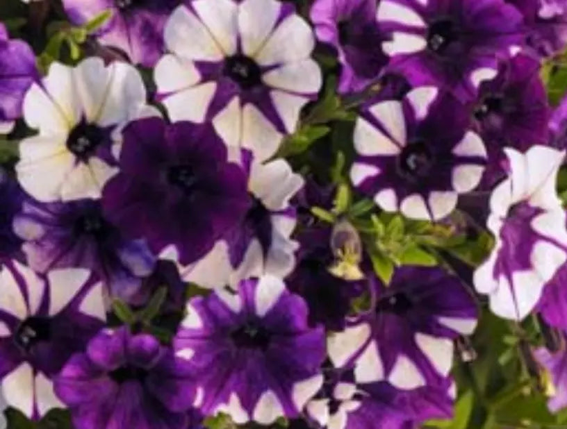 Petunia Plugs 10 Baby Plants Shock Wave Purple Tie Dye Petunia × hybrida Annual Live Plants for Garden