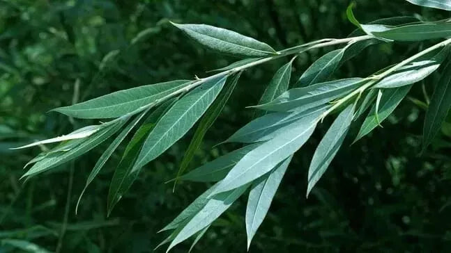 White Willow Tree Cuttings - 5 Cuttings, Salix Alba, Medicinal Herb, Natural Pain Relief, Aspirin Source