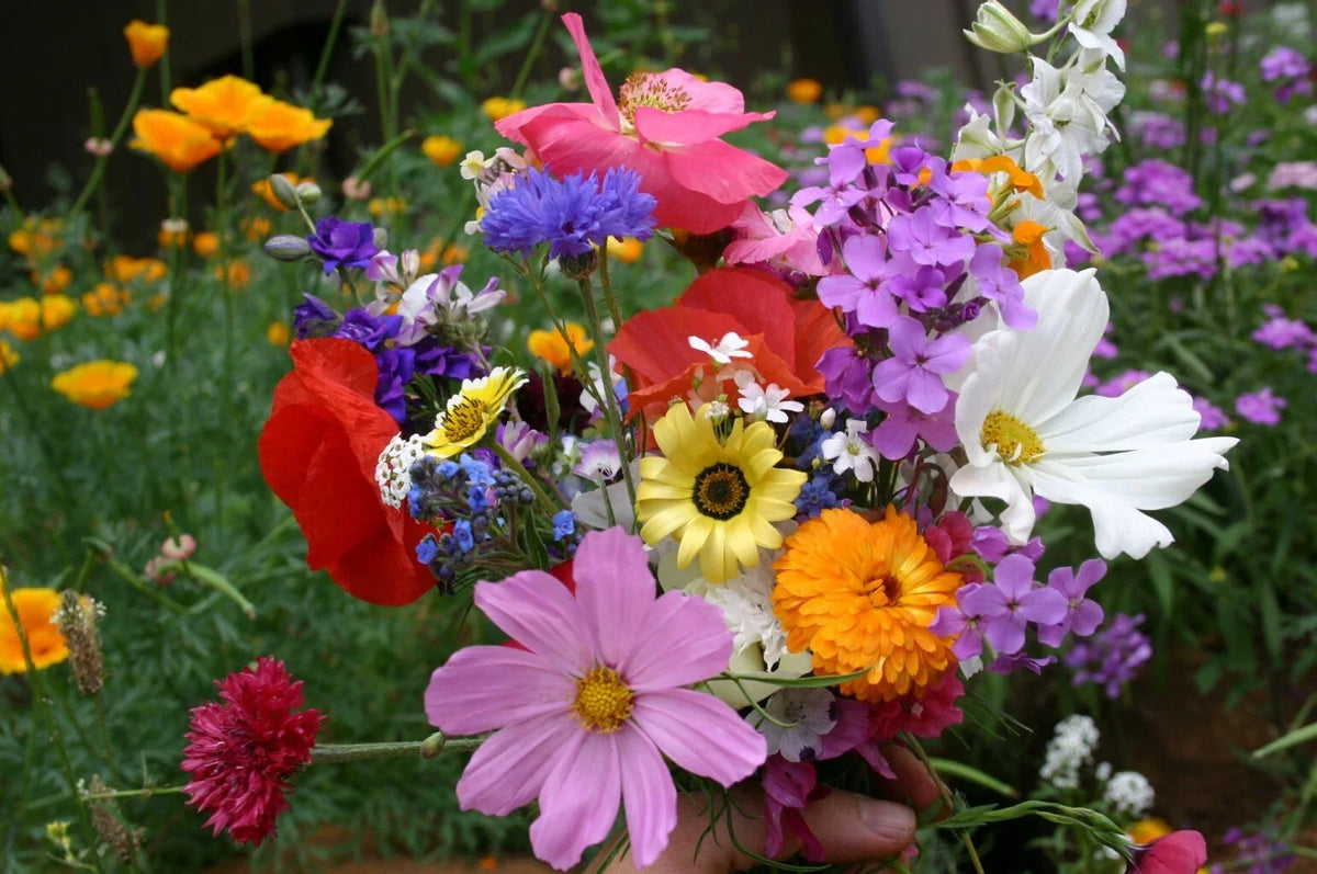 Wildflower Mix - Bulk Seed Pack - Cascade Kaleidoscope - 35 Species - Annuals & Perennials - Various Species