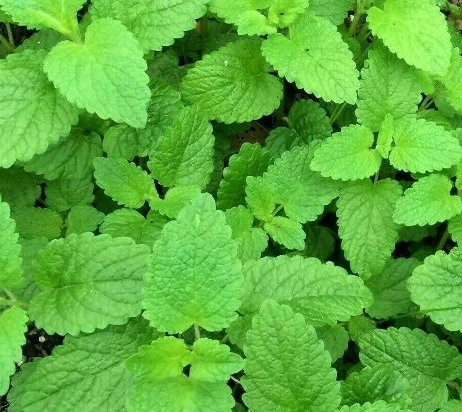 Lemon Balm Seeds - 1000+ Count - Perennial Herb for Bees & Butterflies - Melissa officinalis - Garden Planting Supplies