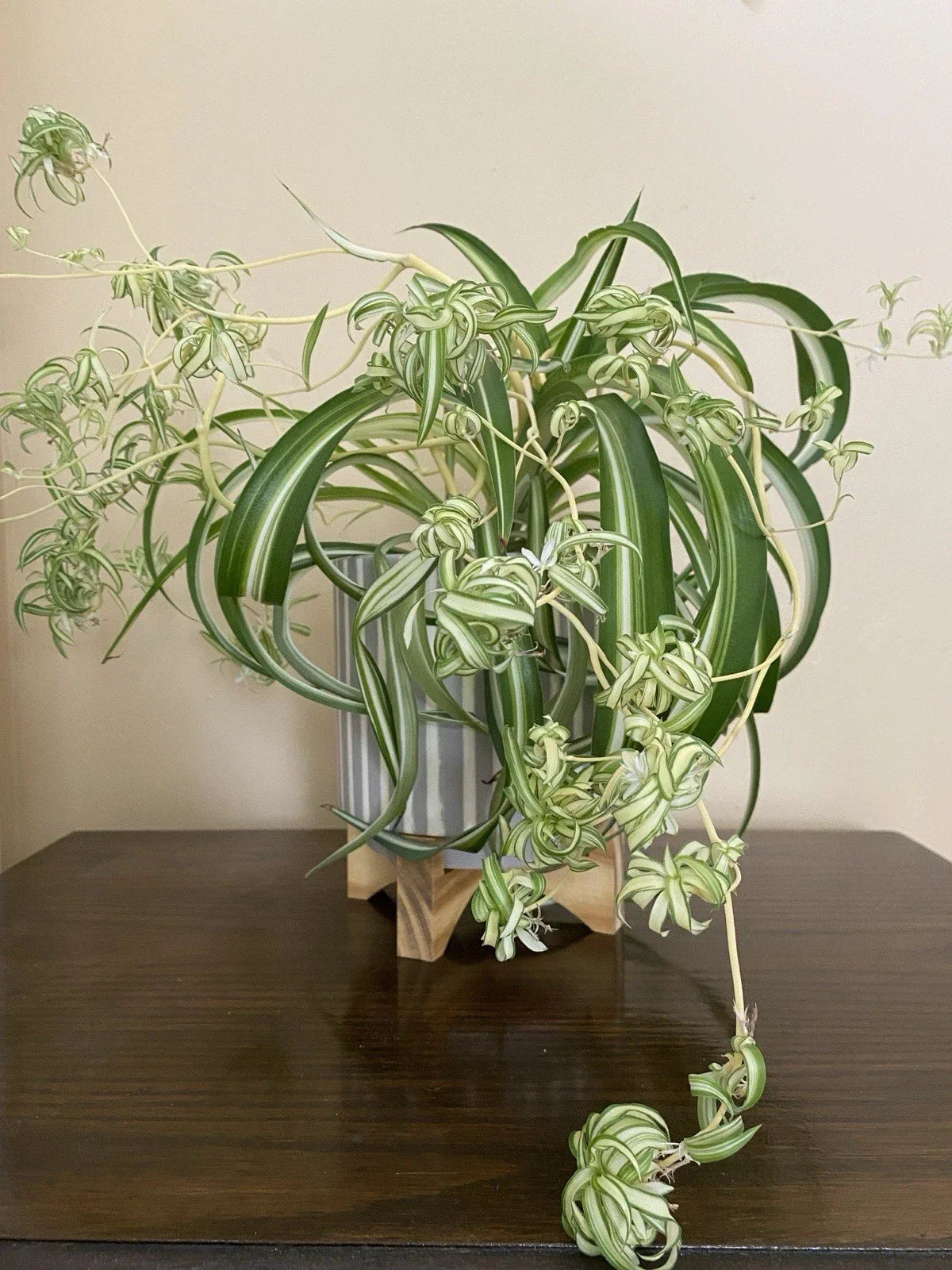 Rare Curly Spider Plant Pups - 3 Live Rooted Cuttings in Water - Chlorophytum comosum 'Bonnie' - Unique Indoor Perennial