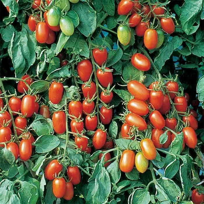 Juliet Tomato Seeds Packet | F1 Hybrid Non-GMO Heirloom | Lycopersicon esculentum | High-Yield, Disease Resistant