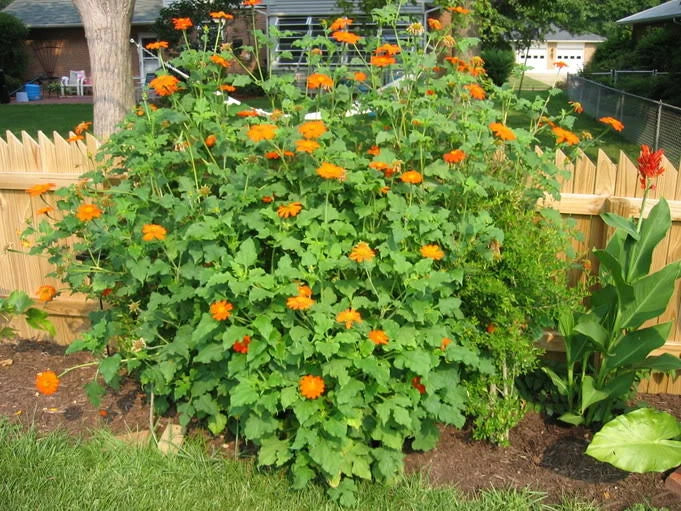 Mexican Sunflower Seeds - 100+ Count, Drought-Resistant Summer Flower for Garden & Container, Tithonia rotundifolia