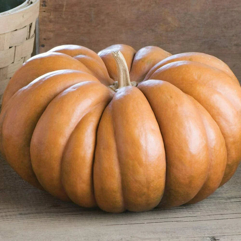 Fairytale Pumpkin Seeds | Heirloom Musquee de Provence | Organic Non-GMO | Cucurbita maxima - Vegetable Gardening Essentials