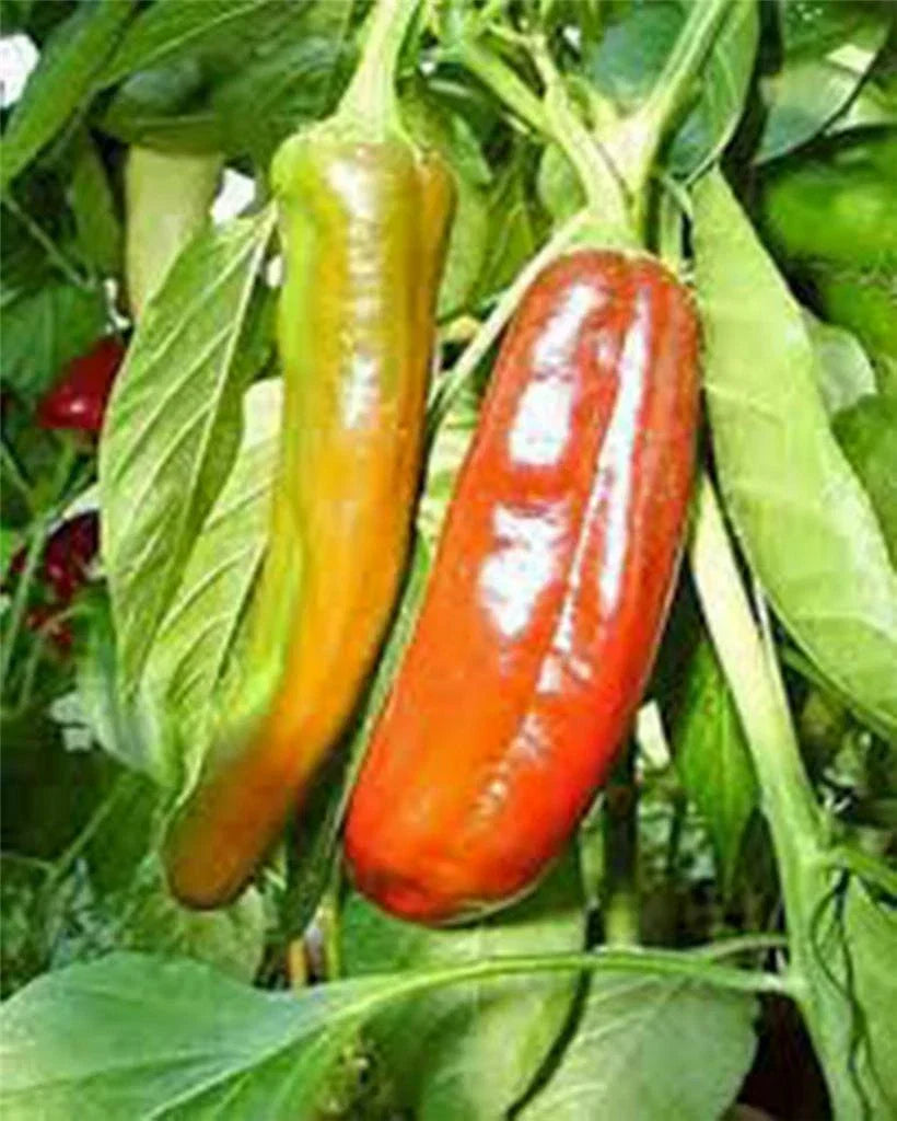 Anaheim Pepper Seeds - 25+ Heirloom Seeds - Mildly Spicy Variety - Capsicum annuum for Fresh or Dried Use