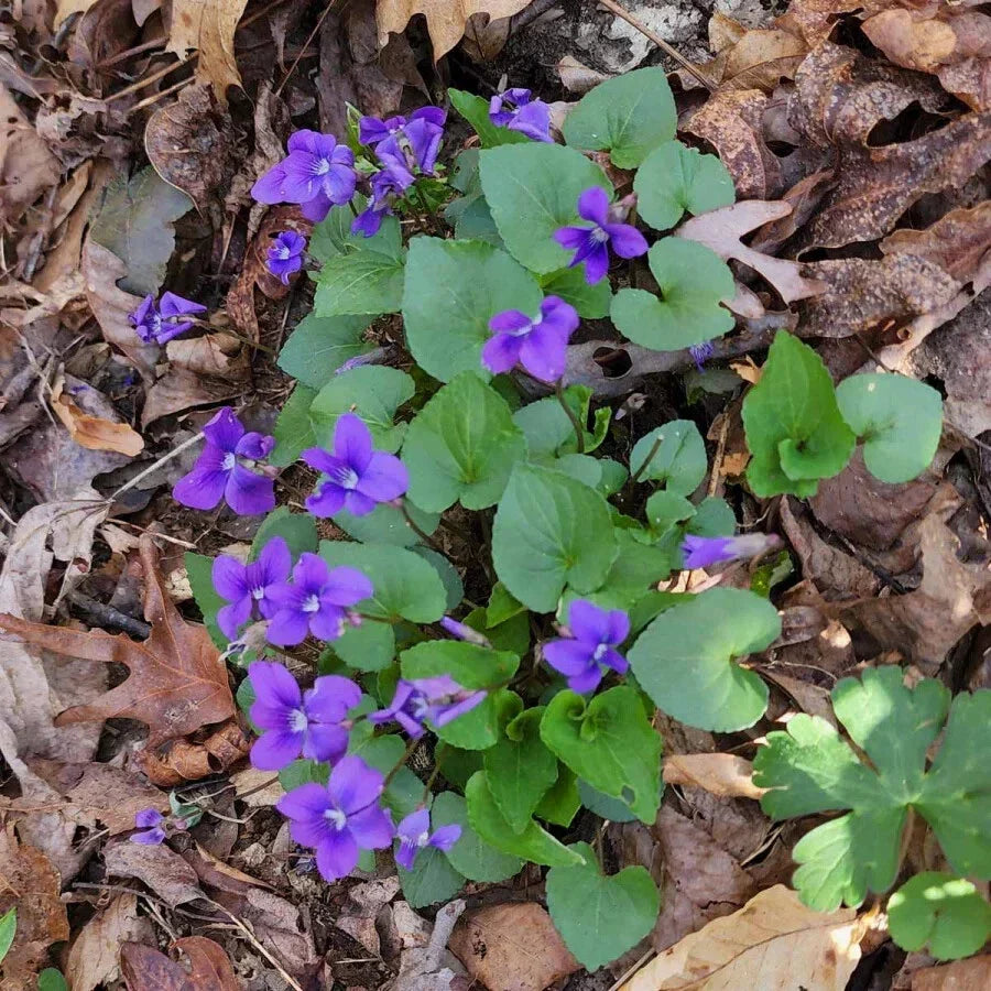 Blue Garden Violet Bare-root Bulbs - Viola rotundifolia - Edible Perennial Herb for Gardens, Blue-Purple Flowers