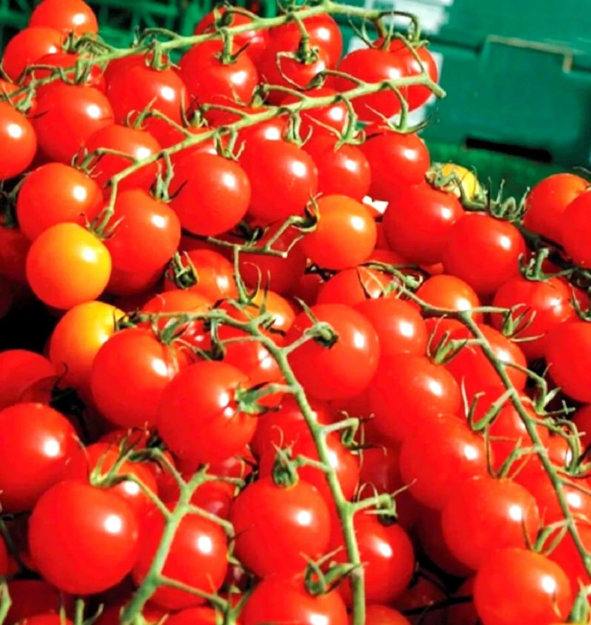 Cherry Tomato Seeds - 100+ Organic Heirloom Super Sweet - Solanum lycopersicum - Non-GMO, Ideal for Home Gardens