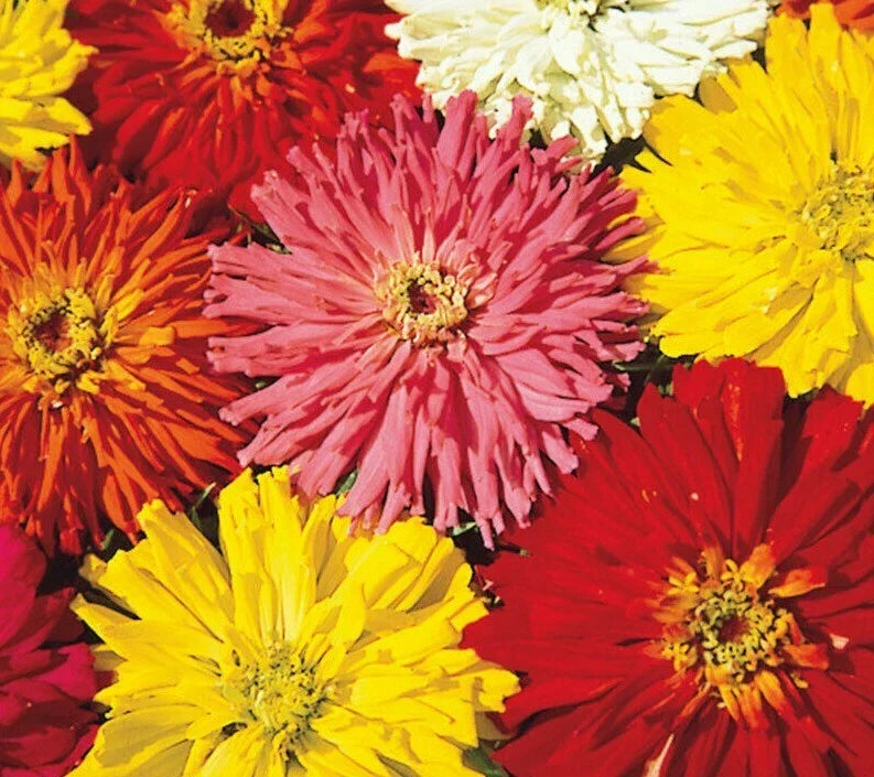 Zinnia Seeds Packet - Cactus Flowered Mix - 100+ Colors - Zinnia elegans - Attracts Bees, Non-GMO, Easy to Grow