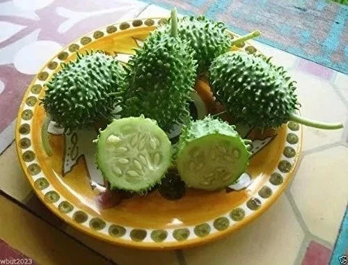West Indian Gherkin Seeds - Heirloom Burr Spike Cucumber - Cucumis anguria - 20 Non-GMO Seeds for Pickling and Fresh Use