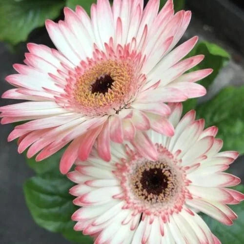 Gerbera Daisy Seeds - 200 Count - White & Pink - Gerbera jamesonii - Non-GMO, Easy to Grow, Attracts Pollinators