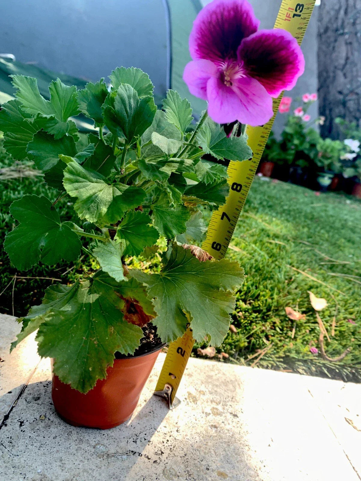 Live Plant 11" Lavender Pink Dark Maroon Foliage - Perfect for Indoor Gardening - (Insert Scientific Name Here)