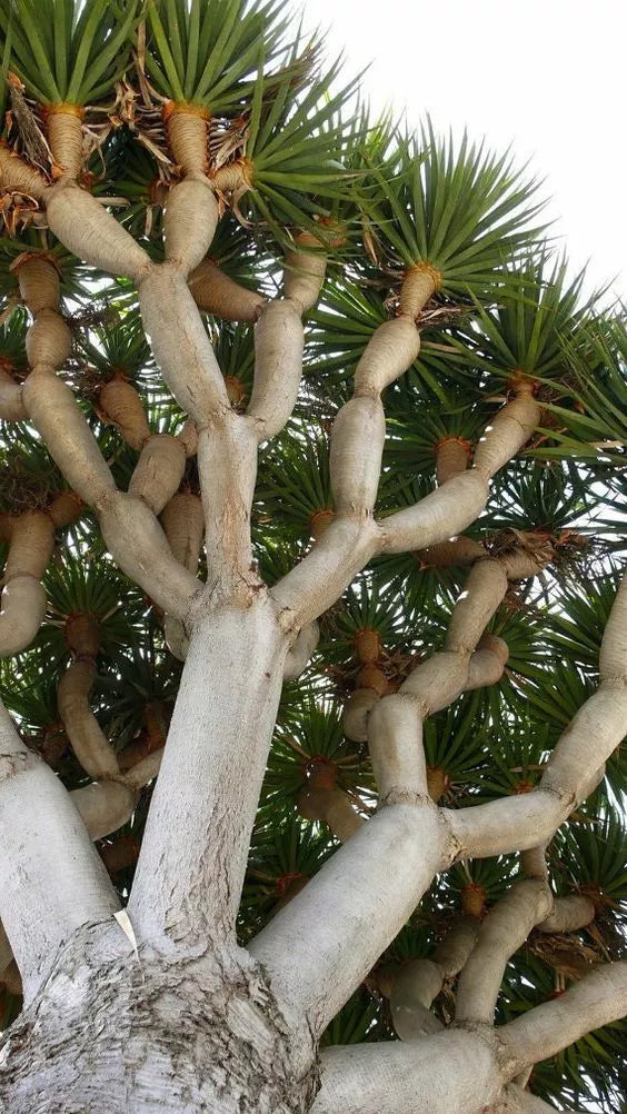 Dragon Blood Bonsai Tree Seeds - 6 Pack - Dracaena Draco - Unique Indoor Plant for Home Gardening