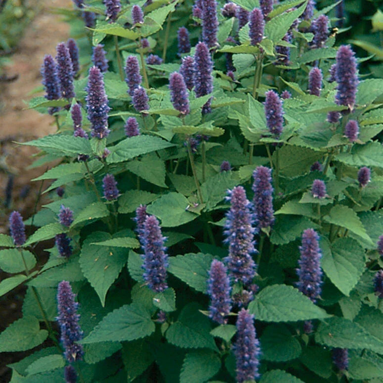 Anise Hyssop Seeds - 1000 Non-GMO Seeds - Agastache foeniculum - Fragrant Purple Flowers for Herbal Gardens