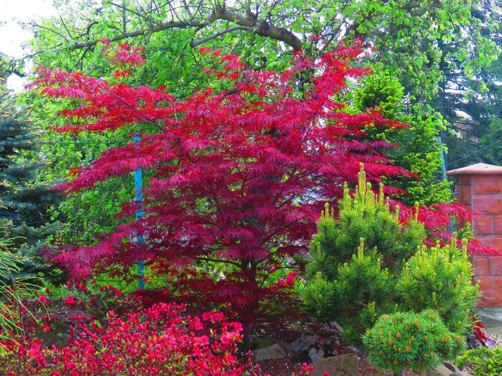 30 Amur Maple Tree Seeds for Planting, Fast-Growing Acer tataricum ginnala, Hardy Deciduous Tree, Beautiful Fall Foliage