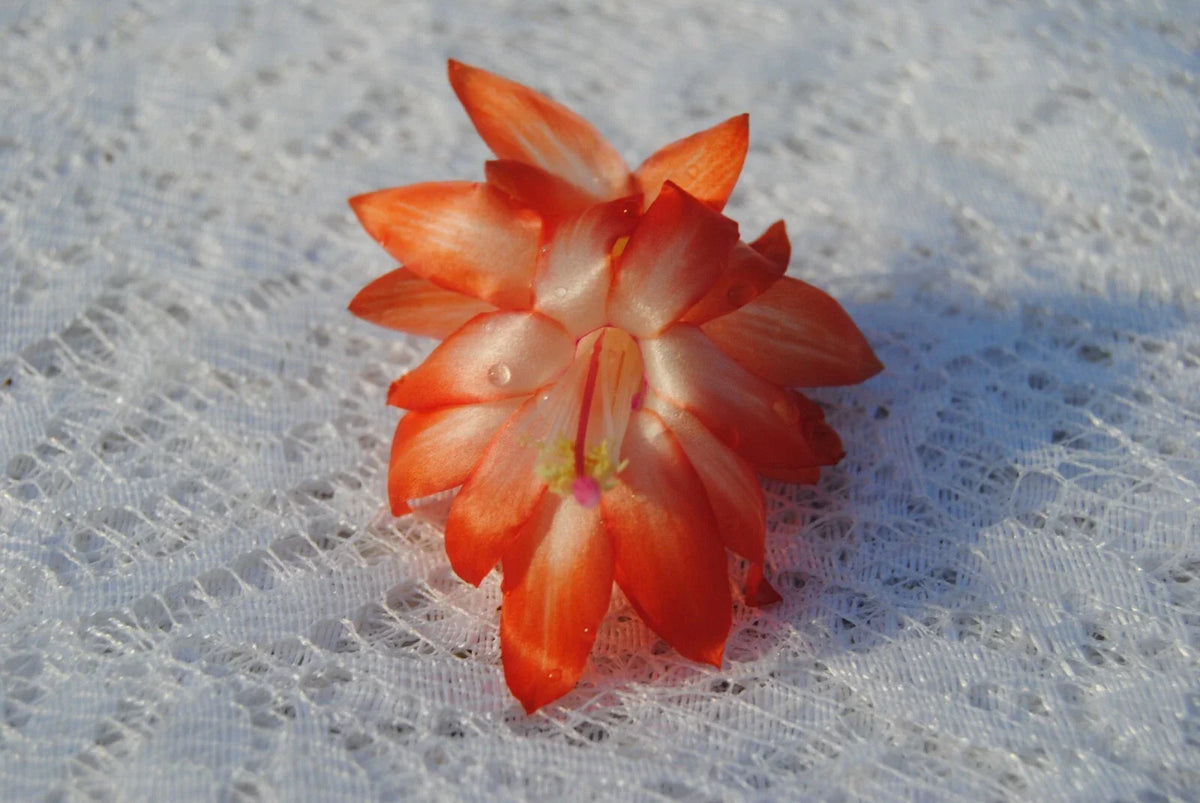Christmas Cactus Starter Plant - Small Lucky Strike - Schlumbergera Truncata - Well Rooted Indoor Decor Plant