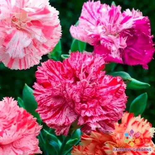 Picotee Mix Carnation Seeds - 200+ Count - Dianthus caryophyllus - Vibrant Colors for Garden Planting - USA