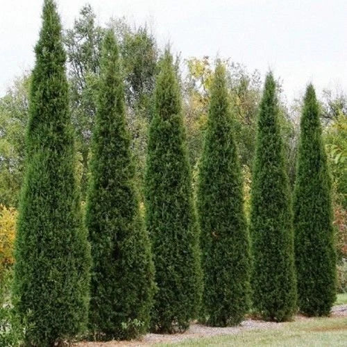 Eastern Red Cedar Tree Seeds - 25+ Seeds - Juniperus virginiana - Native Evergreen for Landscaping and Wildlife Habitat