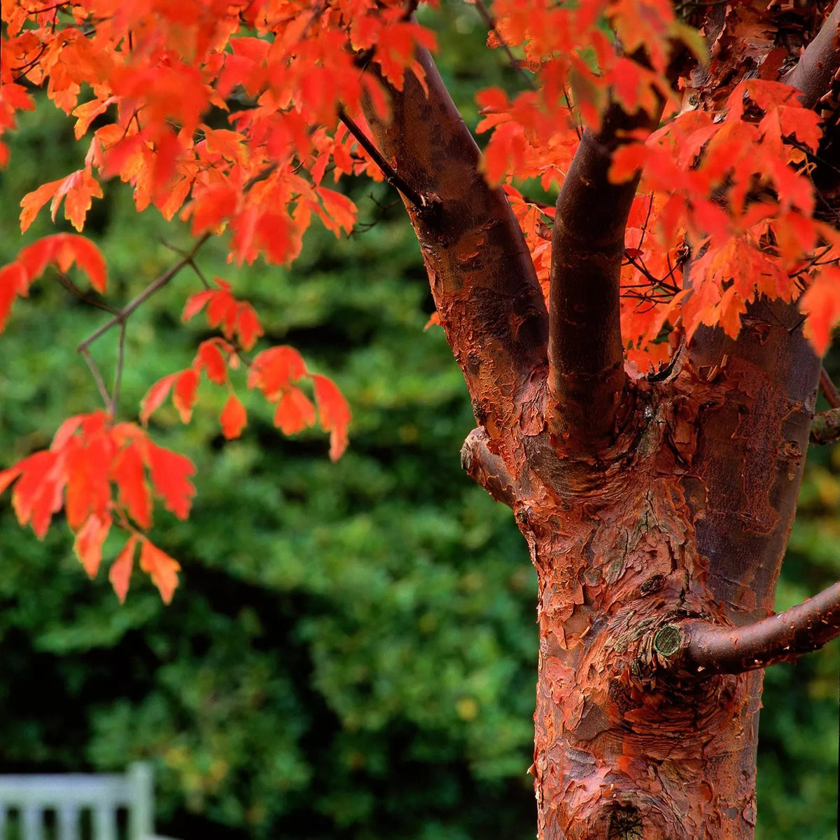 Paperbark Maple Tree Seeds - Acer griseum - Stunning Cinnamon Bark - Ideal for Planting - Deciduous Tree Seeds