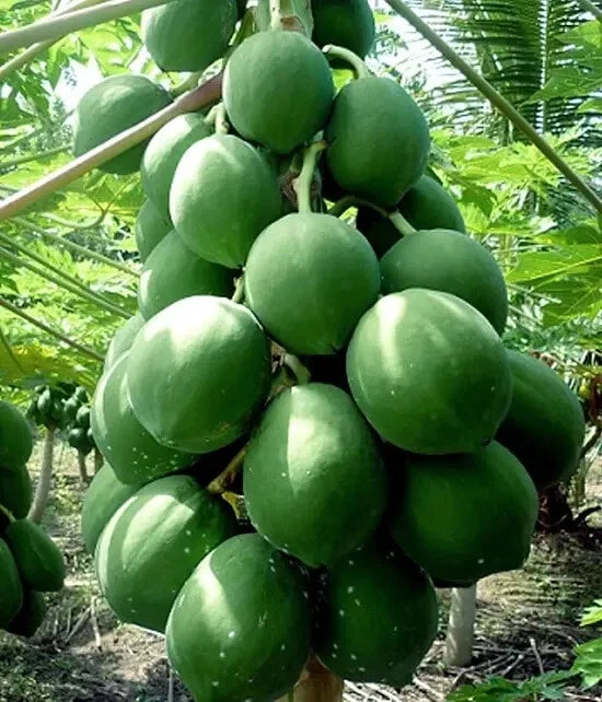 25+ Kamiya Papaya Seeds - Tropical Fruit Seeds - Carica papaya - Non-GMO - Fast Shipping USA