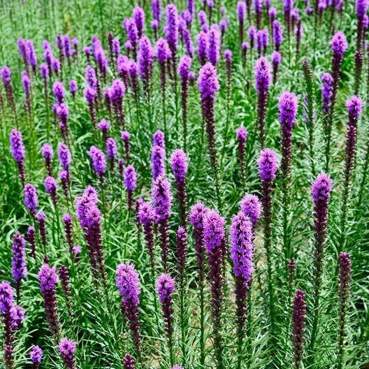 Gayfeather Seeds - 300 Non-GMO Marsh Blazingstar Perennial for Honeybees, Purple Flower Spikes, Liatris spicata