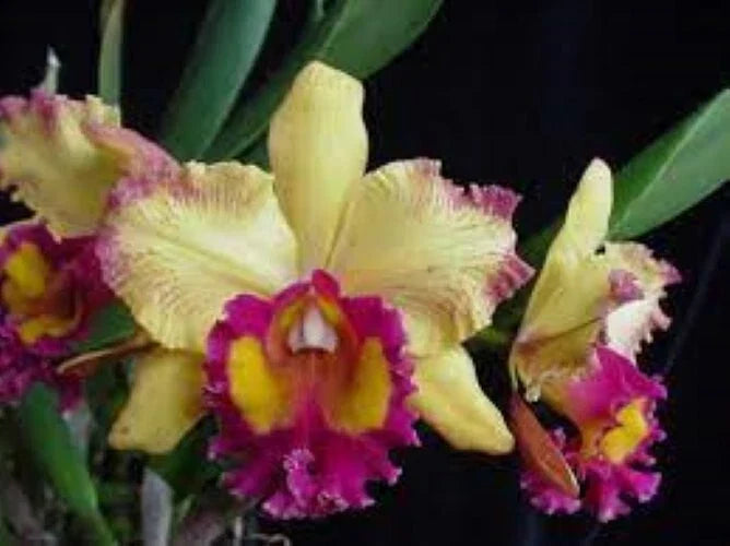 Orchid Plant 2.5" Pot Rlc. Hausermann's Starfire 'Times Square' - Rhyncholaeliocattleya, Red Yellow Blooms, Compact Growth