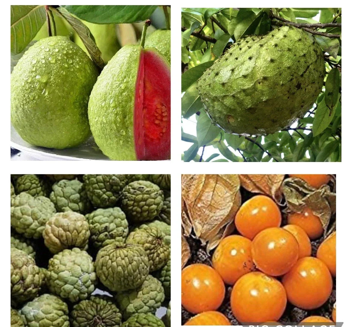 Fruit Seeds Bundle - Assorted Pack of Guyabano, Red Guava, Atis, Poha Berry - Annona muricata, Psidium guajava, Annona squamosa