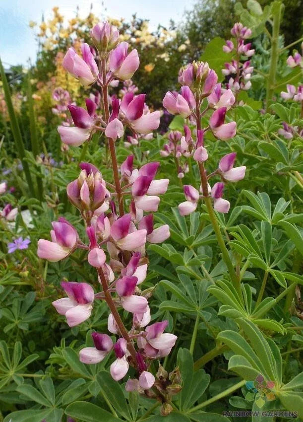 Rodeo Rose Lupine Seeds - 25+ Pack, Pink & Purple Blooms, Lupinus polyphyllus, USA Grown, Perennial Flower Seeds