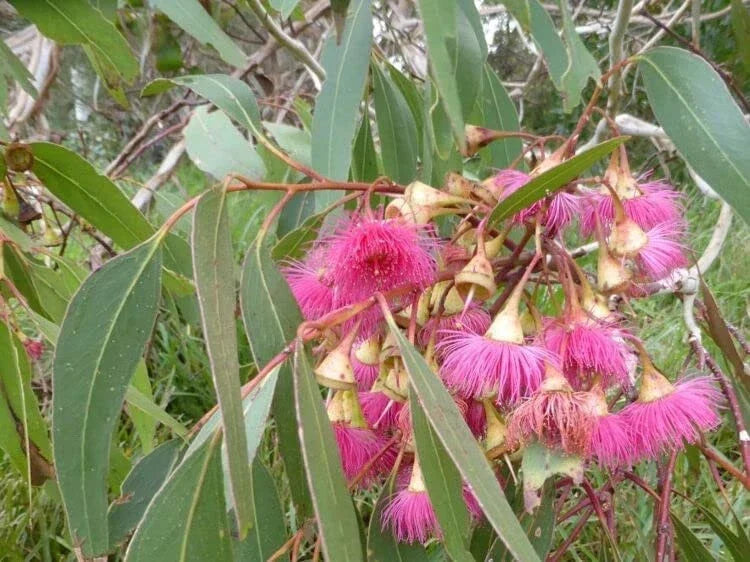 Large Fruited Gum Seeds (30 Seeds) - Eucalyptus leucoxylon - Australian Native Tree for Planting, Aromatic Evergreen