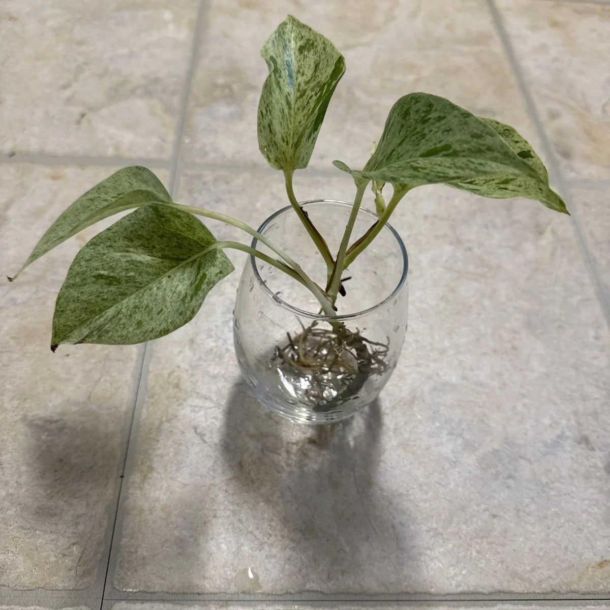 Pothos Cutting with Roots - Marble Queen - Epipremnum aureum - Indoor Plant for Home Decor and Air Quality Improvement