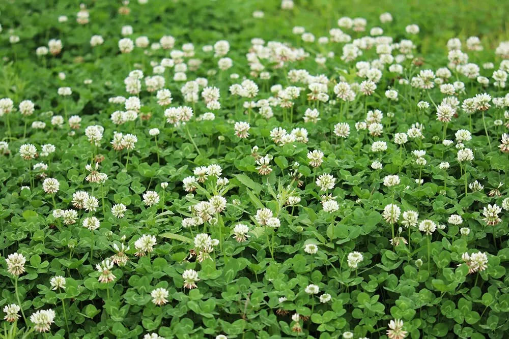 Dutch White Clover Seeds - 500+ Seeds - Cover Crop, Food Plot - Trifolium repens - Low-Growing Ground Cover, Pollinator Friendly