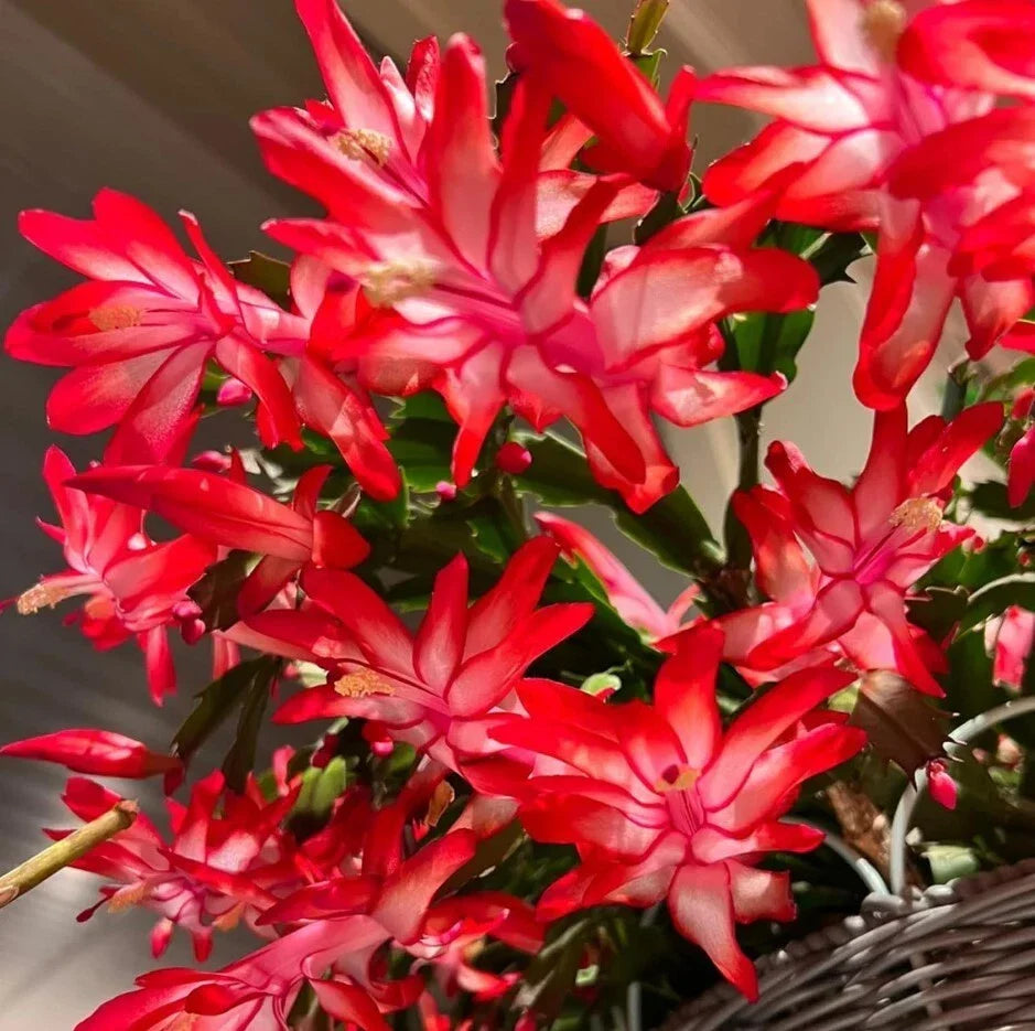 Red Christmas Cactus Live Plant 3" Pot Bright Red Blooms Schlumbergera Holiday Decor