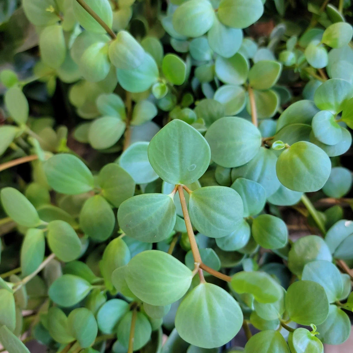 Peperomia Hope Live Plant | 3-Inch Pot | Easy Care Indoor Houseplant | Peperomia obtusifolia 'Hope' | Low Maintenance