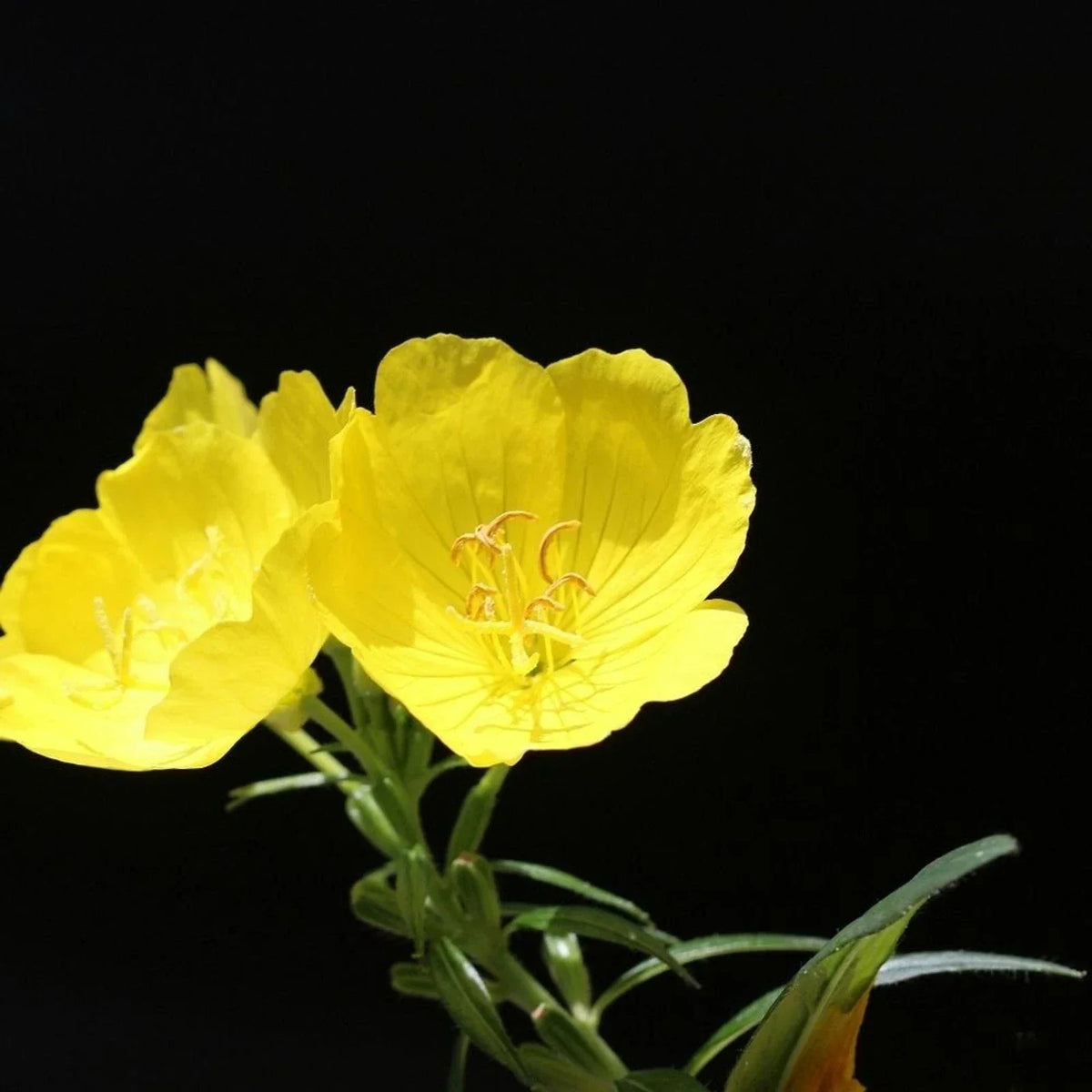 Evening Primrose Bare Root Plants Lot of 2 Sun Drop Yellow Oenothera biennis Perennial Garden Flowers