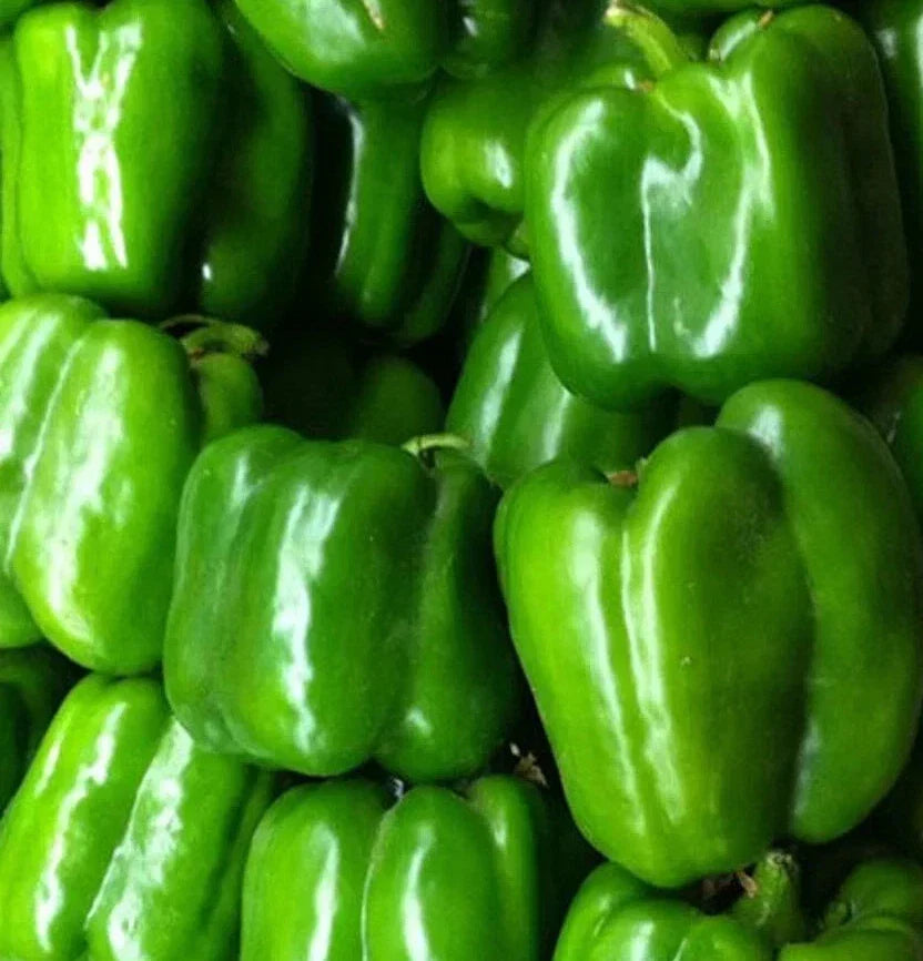 Green Bell Pepper Seeds 50+ Keystone Resistant Giant Sweet Capsicum Annuum Non-GMO for Home Garden and Containers