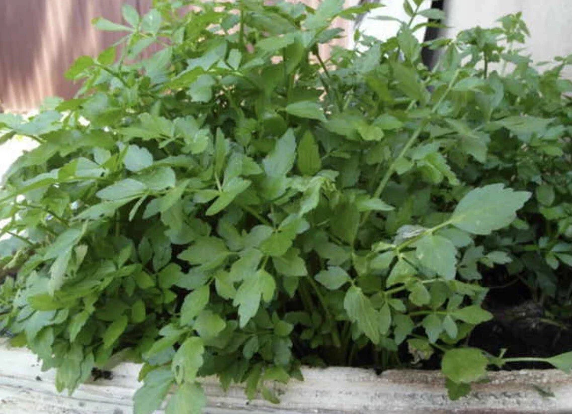 Water Dropwort Seeds - 50 Pack - Japanese Parsley - Oenanthe javanica - Aquatic Herb for Culinary Use and Hydroponics
