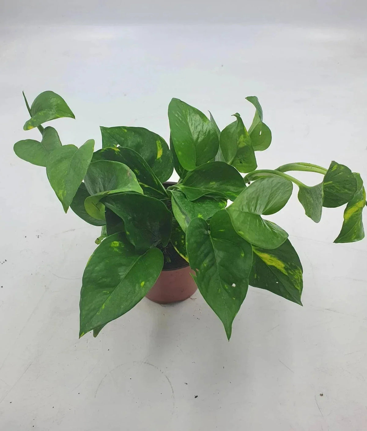 Golden Devil Pothos Plant - 4 Inch Pot - Air Purifier - Epipremnum aureum 'Golden Pothos' - Low Maintenance Houseplant