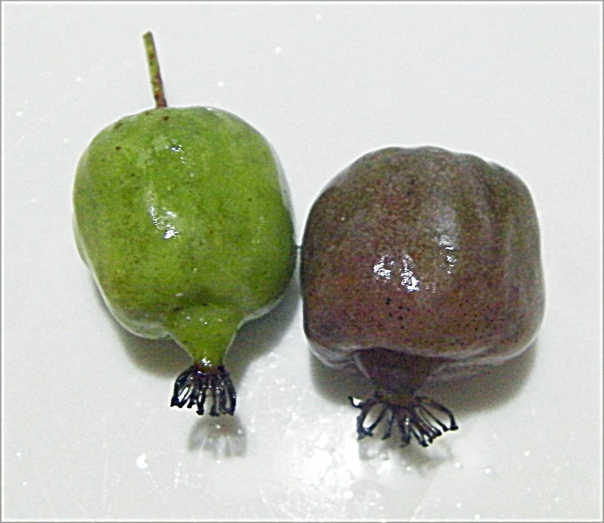 Organic Kiwi Cuttings - 12 Count - Hardy Polar Arctic Seedless - Actinidia arguta - Cold-Hardy Climbing Vine for Home Garden