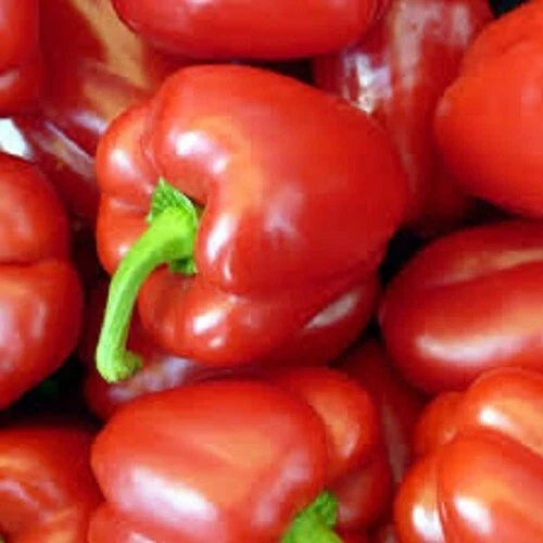 Big Red Sweet Bell Pepper Seeds - Organic Variety - Capsicum annuum - Premium Quality for Home Gardening