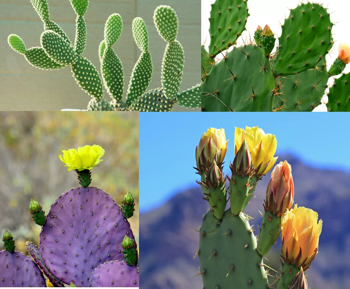 Prickly Pear Cactus Seeds - 50+ Mixed Varieties - Opuntia spp. - Drought-Tolerant, Pollinator Friendly from Iowa, USA
