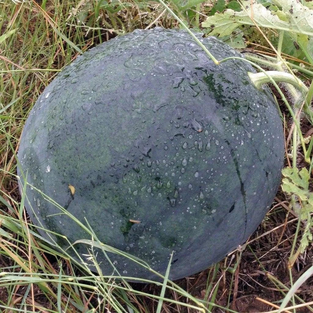 Florida Giant Watermelon Seeds, Jubilee Variety, NON-GMO, Citrullus lanatus, Huge 35-50 lbs, Perfect for Home Gardens