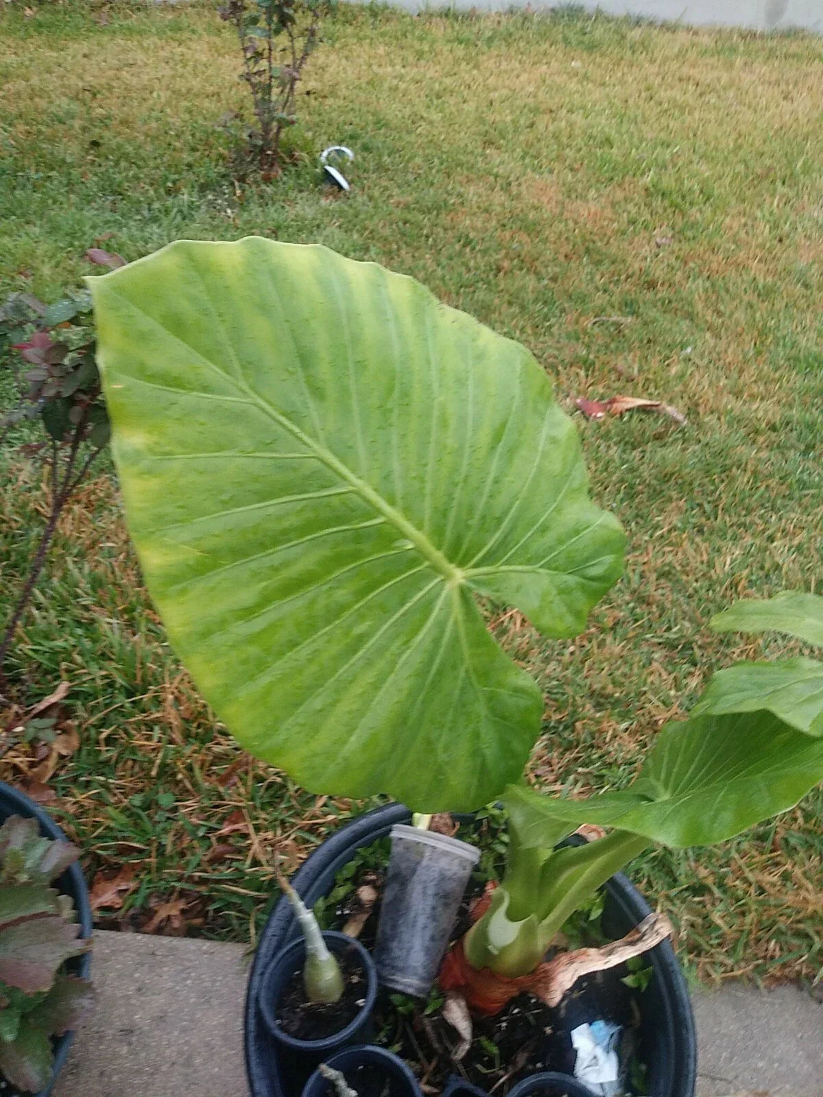 Taro Elephant Ear Plant Starter - Colocasia esculenta - Tropical Foliage for Gardens, Vibrant Green Leaves