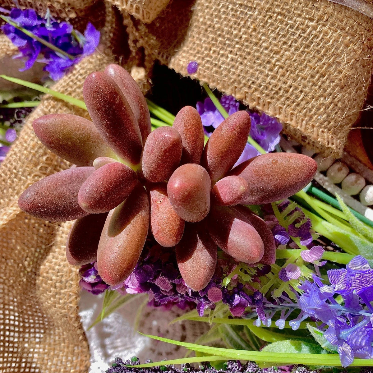 Rare Live Succulent - Bare Root Captain Jessop Pachyphytum oviferum - Unique Wedding Favors, Drought-Tolerant Decor