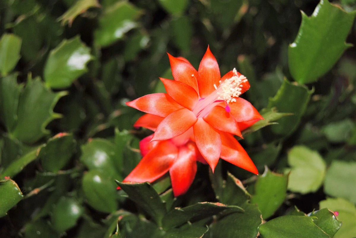 Christmas Cactus Starter Plant - Indian Summer - Schlumbergera Truncata - Well-Rooted Houseplant for Home Decor