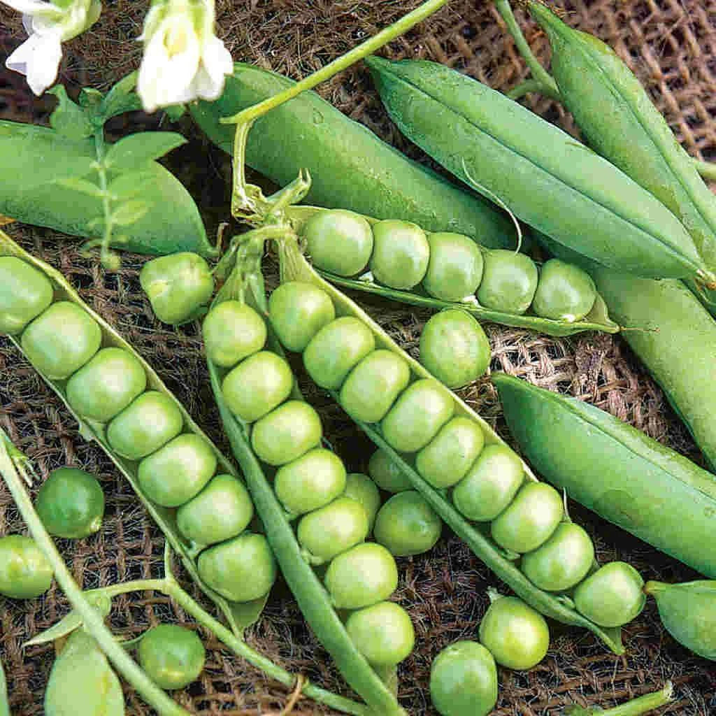 Little Marvel Garden Pea Seeds - Compact Semi-Dwarf, NON-GMO, Pisum sativum - Ideal for Small Spaces and Container Gardening
